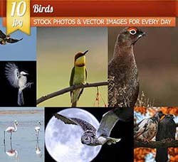 10张高清的鸟类图片：Birds,10 x UHQ JPEG